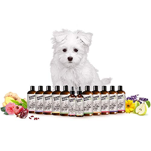 [Australia] - Sofee & Co. Natural Oatmeal Dog Puppy Shampoo - Clean Moisturize Soothe Soften Norma, Dry Itchy Allergy Sensitive Skin. Deodorize and Detangle 16 oz (White Tea & Ginger) 