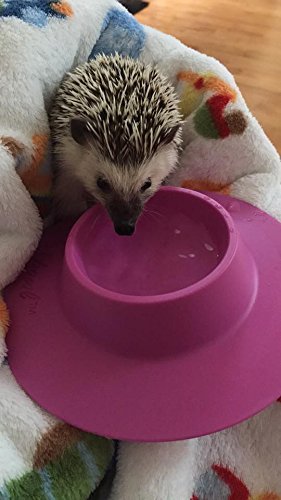 STAYbowl Tip-Proof Ergonomic Pet Bowl for Guinea Pig and Other Small Pets, 1/4-Cup Small Size, Lilac (Purple) - PawsPlanet Australia