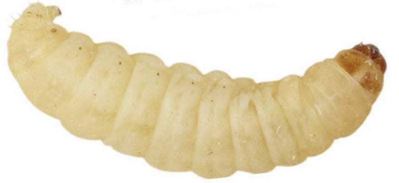 MONTAUR 50 waxworms (15g) - PawsPlanet Australia