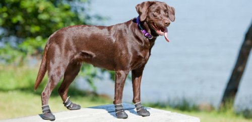 Canine Equipment Ultimate Trail Dog Boots, Medium, Black - PawsPlanet Australia