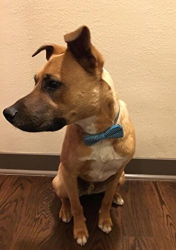 [Australia] - Heypet Adjustable Bow Tie Dog Collar for Small Medium Large Dogs and Cats DT1 blue 