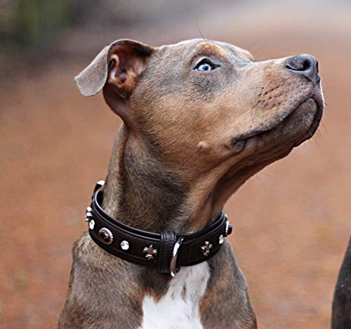 MICHUR Mateo dog collar leather, dog leather collar, collar, brown, LEATHER, with lilies, rhinestones and brown marbled stones Neck circumference 10,24-12,20" - PawsPlanet Australia