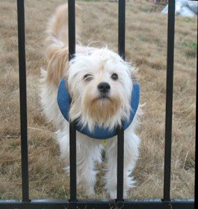 [Australia] - Puppy Bumpers - Keep Your Dog on The Safe Side of The Fence Ultra Solid Blue - 10 to 13" 