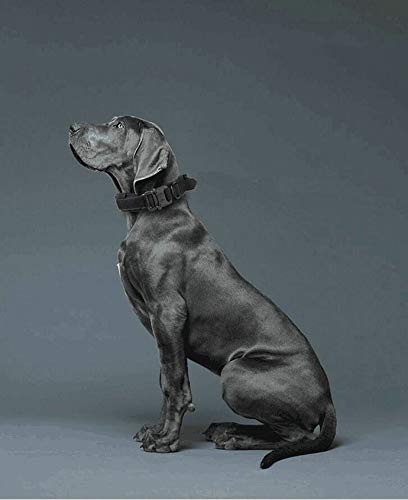 Xqpetlihai Tactical Dog Collar Nylon Adjustable K9 Collar Military Dog Collar Heavy Duty Metal Buckle with Handle for Dog Training (Black M) Medium Black - PawsPlanet Australia