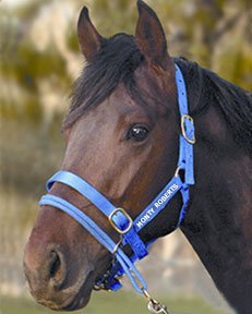 Monty Roberts Official Dually Training Halter LARGE/DRAFT (with FREE DVD) - PawsPlanet Australia