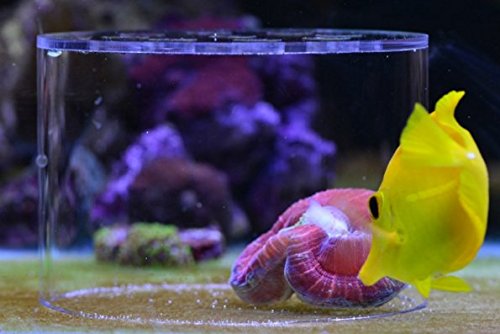 Marine Color Soft Coral Feeding Breeding Protection Cover, Protect The Coral Food not be Lost Small - PawsPlanet Australia