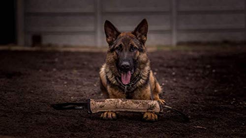 DINGO GEAR Roller with 1 Handle Reinforced Dog Tug for Bite Training and Fun 25 x 3 cm, Jute - PawsPlanet Australia