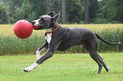 Jolly Pets Tug-n-Toss Dog Toy, 15 cm, Red 6 Inches/Medium - PawsPlanet Australia