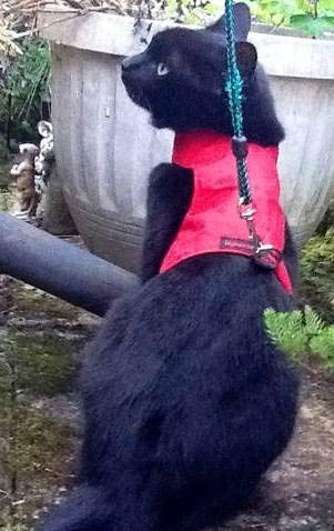 Mynwood Cat Jacket/Harness Red Adult Cat - PawsPlanet Australia