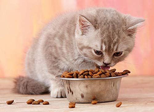 HB Bowl Standard Stainless Steel Large Size Dog and Cat 9 inch Bowls ~ Metal Food and Water Dish, 1900 ml / 64 Oz ~ 1 Pack (Sticker Free) - PawsPlanet Australia