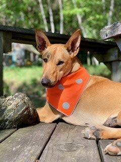 [Australia] - SPOT THE DOG! Easy Fastening Dog Bandana, High Visibility, Reflective, Sizes XXS-XL Large to X-Large Orange and Red Plaid 