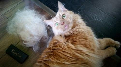 EzzyGroom Dog Brush Ezzy Cat Brush Fur Brush Hit Grooming Dog Comb - PawsPlanet Australia