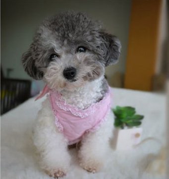 Pet Palace Pink (Large) Little Angel Dog or Puppy Wings Harness and Lead Set with FREE flashing LED Safety Light Collar Tag Large - PawsPlanet Australia