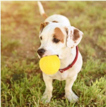 Dog Toys Balls Solid Portable Durable EVA Yellow Solid Bite Resistant Floating Pet Dog Training Ball Chew Toys Rubber Indestructible Durable Tough - PawsPlanet Australia