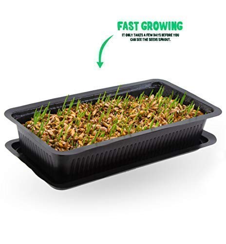 Vitakraft Cat Grass Seed Kit Wheatgrass for Pet, Grow Indoor Treat in Tray 120 Gram (Pack of 6) - PawsPlanet Australia