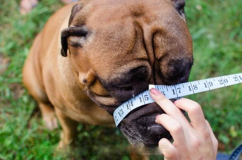 Light Real leather Dog Muzzle American Staffordshire Terrier ,"AmStaff" and Other (Black, A1 - R0) Black - PawsPlanet Australia