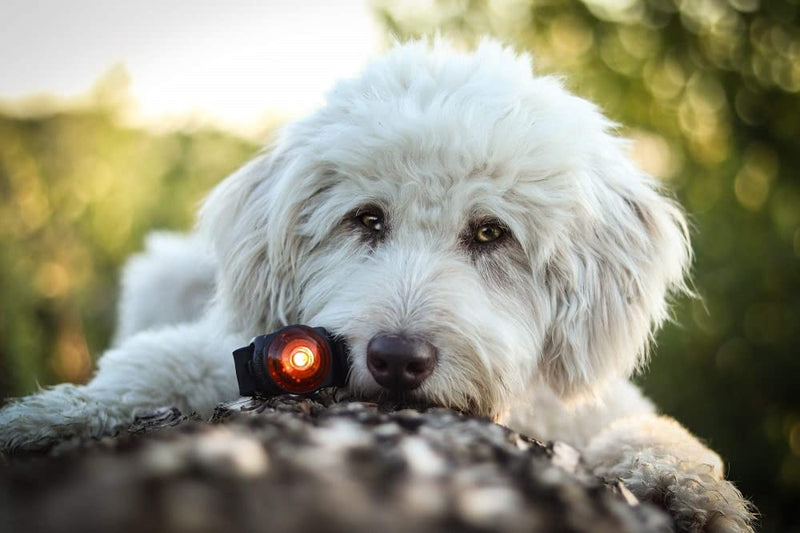 Orbiloc Dual Flashing/Solid Safety LED Light for Dogs - High Visibility Durable Water Proof Impact Resistant Attach to Harnesses & Collar - Amber - PawsPlanet Australia