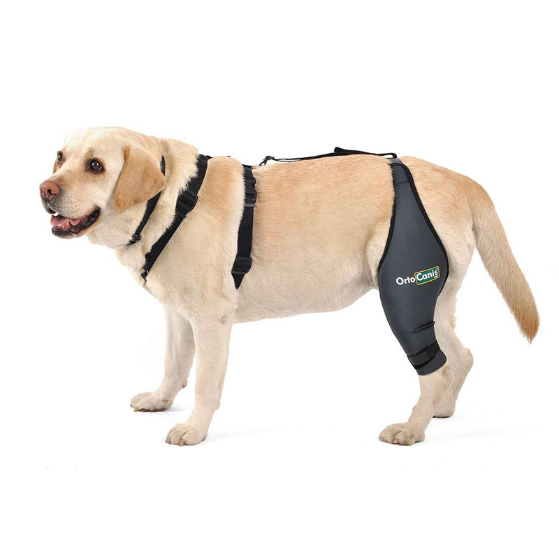 Ortocanis Knee brace fastening belt - belt and harness - size L Belt + harness - size L - PawsPlanet Australia