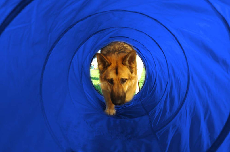 Pet Dog Agility Tunnel Training Dog Cave Exercise Equipment - PawsPlanet Australia