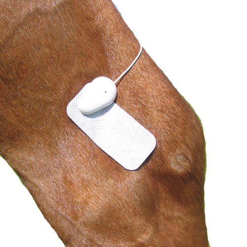 Microlief Under Wraps - Natural Pain Relief Therapy Patch for Equine Injury Prevention, Treatment, Recovery and Rehabilitation Basic - PawsPlanet Australia