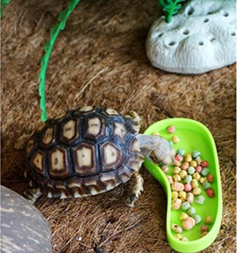 NA 2 Pieces Shallow Reptile plate Reptile Food Water Bowl Used for Tortoise Corn Snake Crawl Pet Drinking and Eating(Green) - PawsPlanet Australia