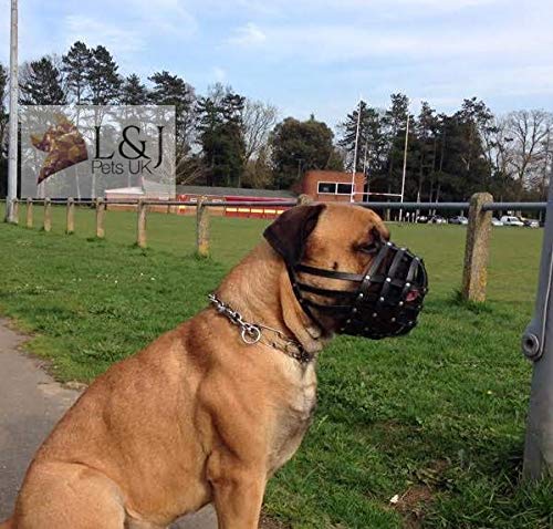 L&J Pets Uk Light leather Dog Muzzle for Dogue de Bordeaux and Bullmastiff and Other (DB1, Beige) DB1 - PawsPlanet Australia