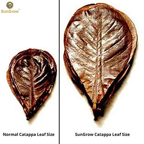 SunGrow Giant Shrimp Leaves, 7-9 Inches, Provide Shelter and Food, Additional Source of Nutrition, Perfect for Breeding and Hiding, Sun-Baked Catappa Leaves, 10 Pack - PawsPlanet Australia