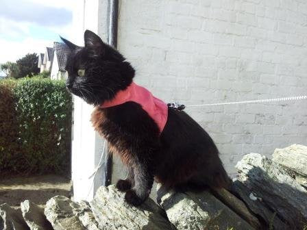 Mynwood Cat Jacket/Harness Pink Adult - PawsPlanet Australia