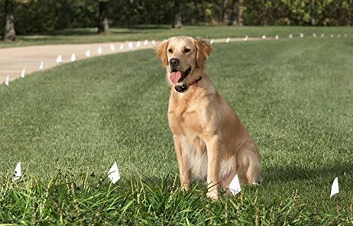 [Australia] - Sparky Pet Co High-Flex 1" Reflective Roller Buckle Replacement Collars (Red) 