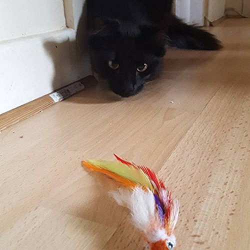 Percy Parrot bird cat toy feather teaser, feather,interactive kitty,unique,Cat Toy,Kitty,Gift for Cat Lover,Gift for Cat,Best Cat Toy - PawsPlanet Australia