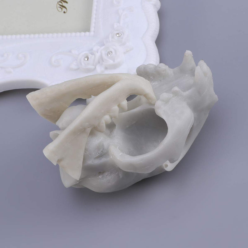 [Australia] - WINOMO Resin Fortune Cat Skull Skeleton Model 