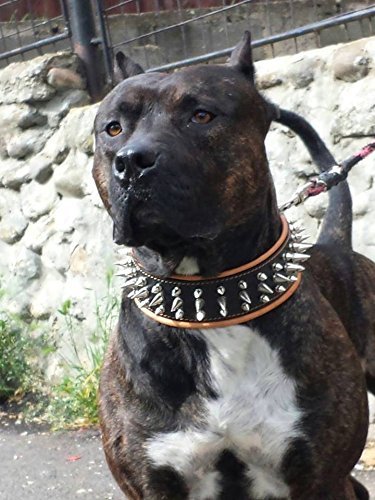'Bestia "Danger Real Leather Dog Collar with Screw Tips and Leather Inner Padding Passfit. Size Medium = 42.5 to 50 cm Neck Circumference 6.5 cm Wide. Top Quality. Pit Bull Staffy, Bulldog, Rottweiler, Mastiff Dogo – Terrier Show Collar. European Made. - PawsPlanet Australia