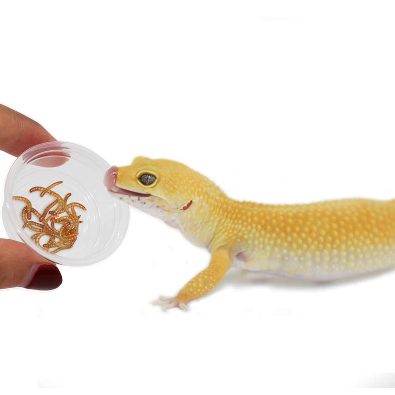 300 Pack 0.5 oz Cups,Gecko Food and Water Cups Plastic Replacement Cup for Reptile Feeding Ledge for Crested Gecko Lizard and Other Small Pet - PawsPlanet Australia