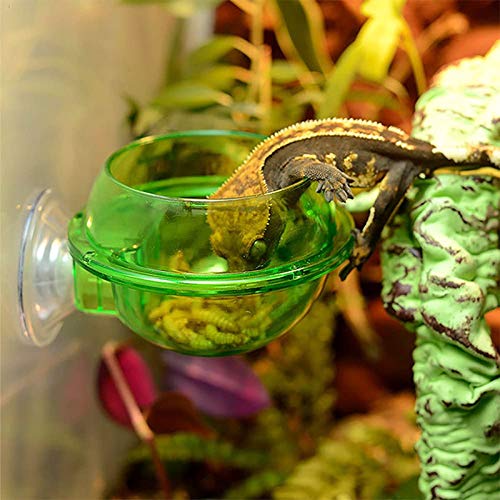 ass Anti-Escape Reptile Cup Gecko Bowl, Suction Cup Reptile Feeder，Chameleon Accessories, Worm Live Fodder Container,Translucent Home Pet Feeder Supplies Accessories for Tortoise Gecko Snakes Iguana - PawsPlanet Australia