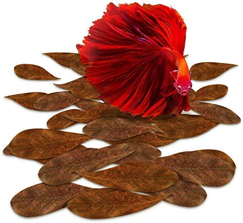 SunGrow Mini Catappa Indian Almond Leaves, Best Way to Create Tropical Rainforest Environment for Betta & Gouramis, Beneficial Leaf Conditions Water, Boosts Health, and breeding Chances - PawsPlanet Australia