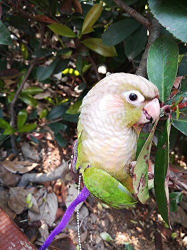 Beauty Parrot Adjustable Bird Harness and Leash Anti-bite for Bird Parrot African Grey Cockatoo Macaw Ringneck Parakeet Cockatiel - PawsPlanet Australia