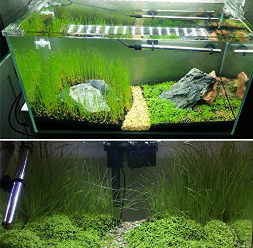 2 Pack Aquarium Grass Plants Seeds Water Plant Seeds, 0.35oz/Pack Water Grass Seed for Fish Tank Decoration, Creates Lush Green Carpet Plant - PawsPlanet Australia