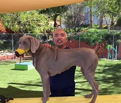 Cesar Millan funny muzzleTM - muzzle of the dog whisperer Cesar Millan, yellow, size 4 (pack of 1) - PawsPlanet Australia