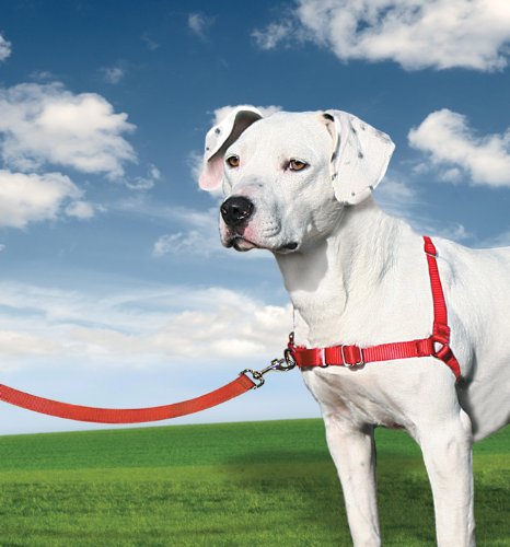 Pet Safe Easy Walk Dog Harness, Medium, Red - PawsPlanet Australia