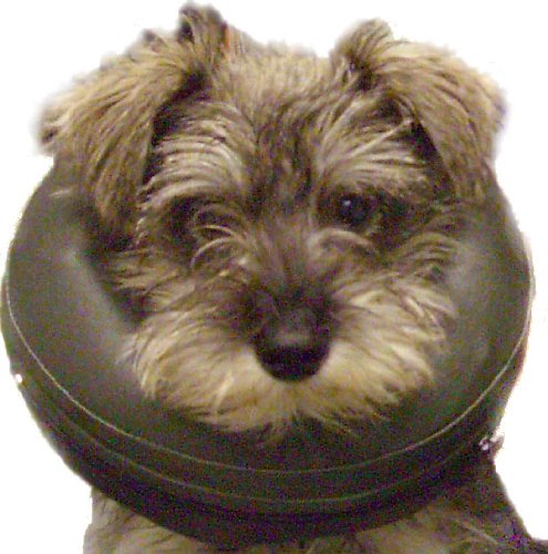 Thrive Comfy Inflatable Collar Post Surgical Protection - Extra-Small XS - PawsPlanet Australia