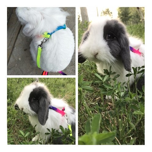 Rabbit Harness Lead Leash Soft Nylon, Adorable Colorful Rainbow Adjustable Harness Collar, Outdoor Walking Buckle Leash - PawsPlanet Australia