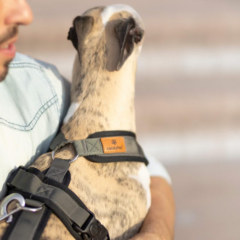 3-Point Anti-Escape, Anti-Pull Harness - Ideal for Sighthounds: Italian Greyhound, Whippet, Greyhound, Podenco - Safe, Breathable, and Durable - Perfect for Walking and Running, Antracita, S - PawsPlanet Australia