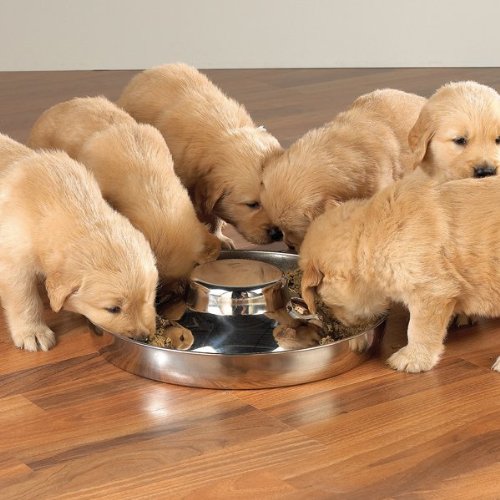 [Australia] - ProSelect Stainless Steel Puppy Dish 14.5-Inch 