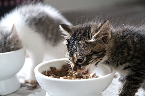 [Australia] - Necoichi Raised Cat Food Bowl, Stress Free, Backflow Prevention, Dishwasher and Microwave Safe, Made to EC & ECC European Standard Cupcake 