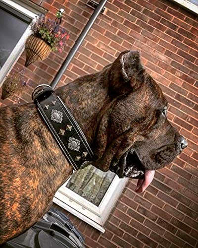 [Australia] - Bestia "Aztec Black Genuine Leather Big Dog Collar. Unique Rivet Design. Soft Padded L- fits a neck of 19.7 - 23.6 inch 