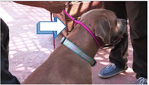 Cesar Millan Slip Lead Leash | Dog Leash | in Training Leash | (Regular, Aqua/Purple) - PawsPlanet Australia
