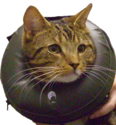 Thrive Comfy Inflatable Collar Post Surgical Protection - Extra-Small XS - PawsPlanet Australia