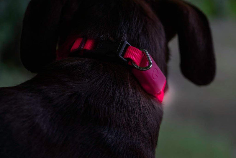 [Australia] - Great-Dealz LED dog Collar to Keep Your Dog Safe  – Flashing Dog Collar with Extra Batteries Small Min (6-8 inches) Pink 