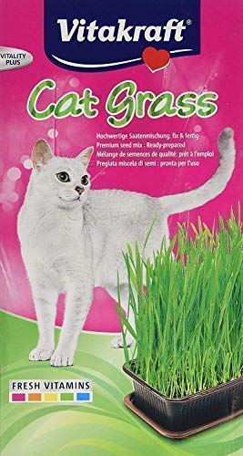 Vitakraft Cat Grass Seed Kit Wheatgrass for Pet, Grow Indoor Treat in Tray 120 Gram (Pack of 6) - PawsPlanet Australia