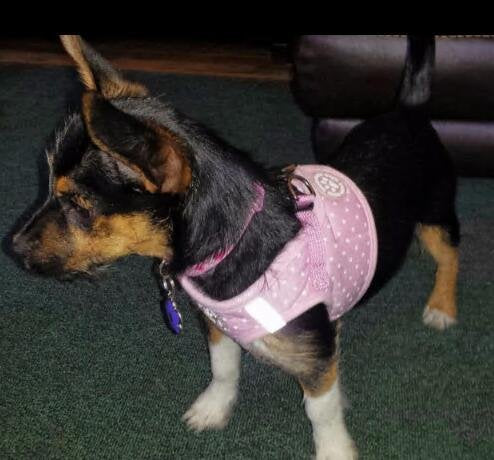 BINGPET BB5004 Polka Dot Soft Vest Dog Puppy Pet Harness Adjustable - Pink Medium - PawsPlanet Australia